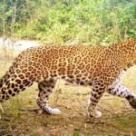 उत्तराखंड में यहाँ गुलदार को मारने के आदेश, शूटर तैनात, पांच दिनों से धरने पर बैठे लोगों ने किया आंदोलन स्थगित।