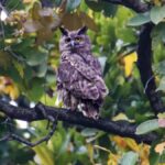 उत्तराखंड के फाटो जोन में दिखा दुर्लभ डस्की ईगल आउल, 15 साल बाद जोड़े में एंट्री!