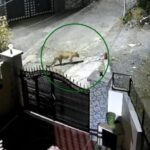 उत्तराखंड के यहां रिहायशी क्षेत्र में टहलते दिखे 2 गुलदार, CCTV वीडियो से मचा हड़कंप।