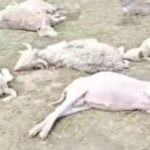 उत्तराखंड में यहाँ आकाशीय बिजली का कहर, 12ज्यादा भेड़-बकरियों की मौत।