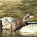 उत्तराखंड में गोमती किनारे दिखा ऊदबिलाव का जोड़ा, अठखेलियों ने लोगों को किया रोमांचित।
