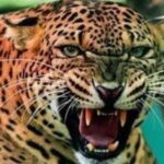 उत्तराखंड में यहाँ घर की चौखट से 4 साल की बच्ची को उठा ले गया गुलदार। 2 किमी दूर मिला शव।