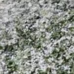 उत्तराखंड में ओलावृष्टि से तबाही, सेब-आड़ू की फसल बर्बाद, किसानों की बढ़ी चिंता।