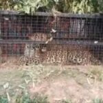 उत्तराखंड में यहाँ आखिरकार पकड़ा गया खूंखार गुलदार, ग्रामीणों में राहत।