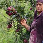 उत्तराखंड में ओलावृष्टि और लगातार बारिश ने तोड़ी सेब उत्पादकों की कमर। दानों पर पड़े गहरे निशान, अब नहीं मिलेंगे अच्छे दाम।
