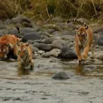 उत्तराखंड में थपेड़े मारती ‘हीट वेव’ से बेहाल वन्य जीव, कॉर्बेट टाइगर रिजर्व में रामगंगा बनी बाघों की लाइफलाइन।