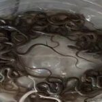 उत्तराखंड के हरिद्वार में पानी की टंकी में निकले 27 सांप, ग्रामीणों के उड़े होश, वन विभाग ने किया रेस्क्यू।