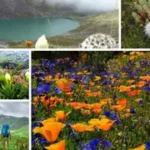 उत्तराखंड की चेनाप घाटी में जहां कुदरत सजाती है 400 से अधिक प्रजातियों के दुर्लभ फूलों की क्यारियां।