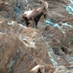 उत्तराखंड के नंदादेवी पार्क में दिखे हिमालयन थार, साइबेरियन विजल, काला भालू, 40 ट्रैप कैमरे खोलेंगे नए राज।