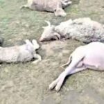 उत्तराखंड के चांगसील बुग्याल में आकाशीय बिजली का कहर । 150 से अधिक भेड़-बकरियों की मौत।