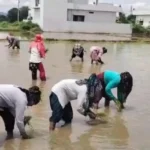 उत्तराखंड में विलुप्त होती दून बासमती की खुशबू फिर लौटेगी, सफल ट्रायल के बाद 2.2 दून बासमती की रोपाई शुरू, 160 किसानों ने 75 हेक्टेयर में संभाली खेती की कमान।