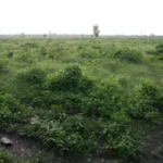 उत्तराखंड में हाई कोर्ट नैनीताल को जहां मिली जमीन, वहां से उजाड़े जाएंगे 15 हजार पौधे।