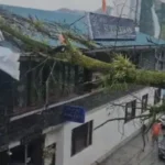उत्तराखंड के मसूरी में बारिश के बीच माल रोड पर गिरा पेड़, होटल की छत और रेलिंग क्षतिग्रस्त।