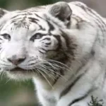 उत्तराखंड की राजधानी के दून जू में आएगा सफेद रॉयल बंगाल टाइगर, ग्वालियर गई टीम।