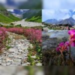 उत्तराखंड की धरती पर फूलों की कालीन से सजी फूलों की घाटी, ब्रह्मकमल और कस्तूरी मृग का दीदार।