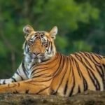 उत्तराखंड में हल्द्वानी के जमरानी बांध क्षेत्र में टाइगर कॉरिडोर पर असमंजस, लोकेशन तय न होने से पुलों का डिजाइन अटका।