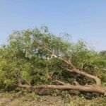 उत्तराखंड में ऋषिकेश बाईपास निर्माण, फिर हरियाली की कीमत पर होगा विकास, 3998 पेड़ों पर मंडरा रहा है संकट।